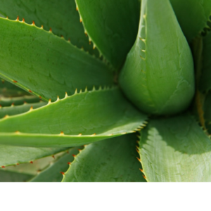 Powerful Health Benefits of Aloe Vera for Diabetes
