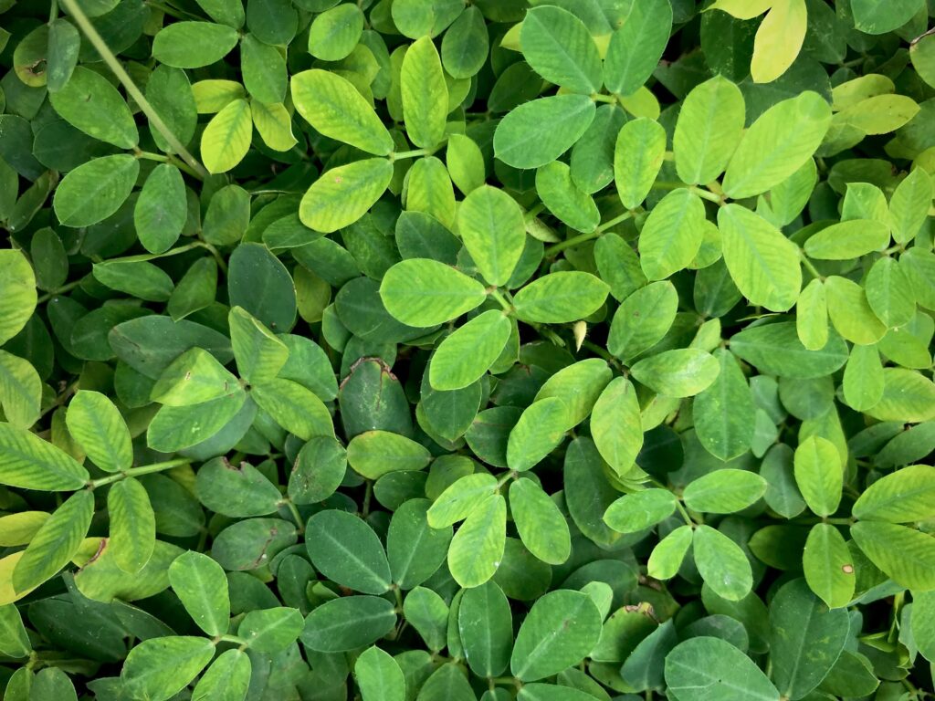 5 Super Foods for Diabetics